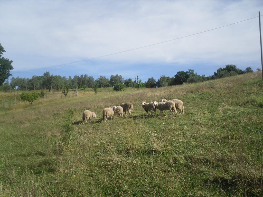 Agriturismo Fattoria Poggio Boalaio Orvieto Kültér fotó