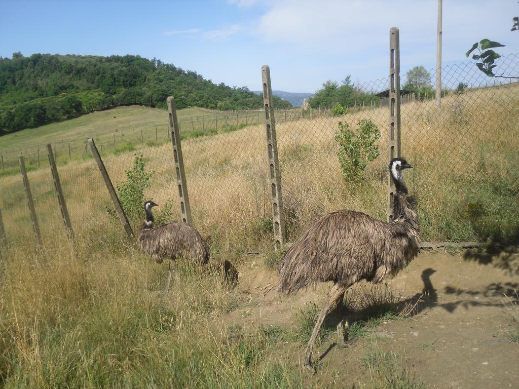 Agriturismo Fattoria Poggio Boalaio Orvieto Kültér fotó