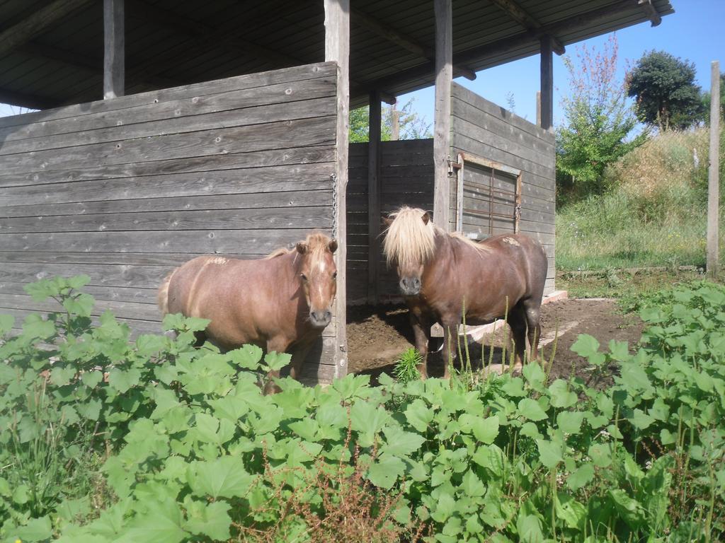 Agriturismo Fattoria Poggio Boalaio Orvieto Kültér fotó