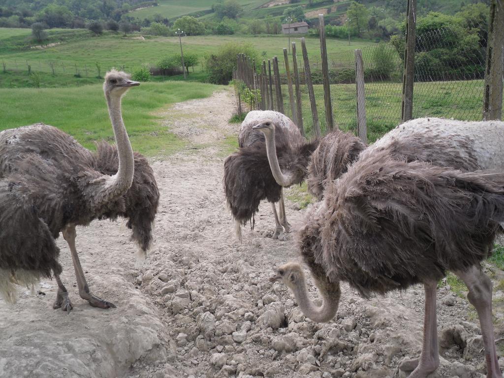Agriturismo Fattoria Poggio Boalaio Orvieto Kültér fotó